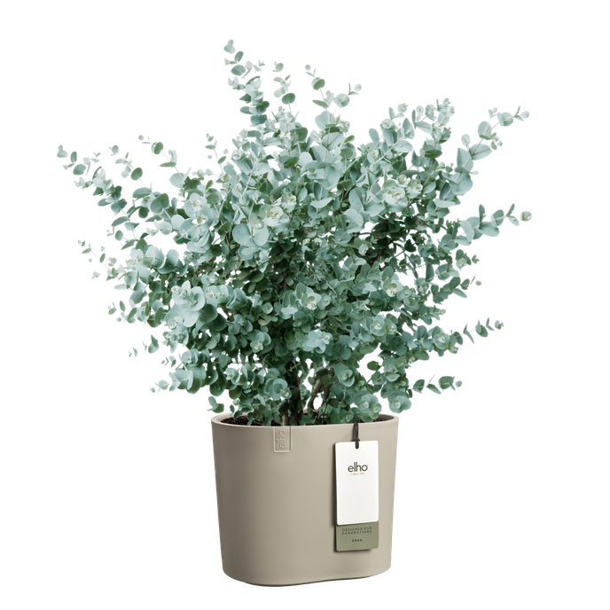 eden 25cm tortora tenue